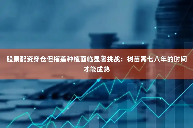 股票配资穿仓但榴莲种植面临显著挑战：树苗需七八年的时间才能成熟